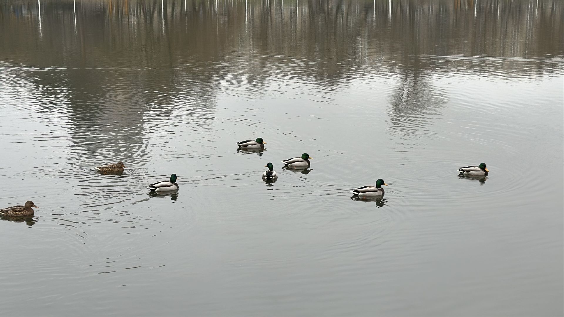 благоуйстройство, травинское озеро, травинская набережная, пушкинский городской округ, пушкино, мнение жителей,