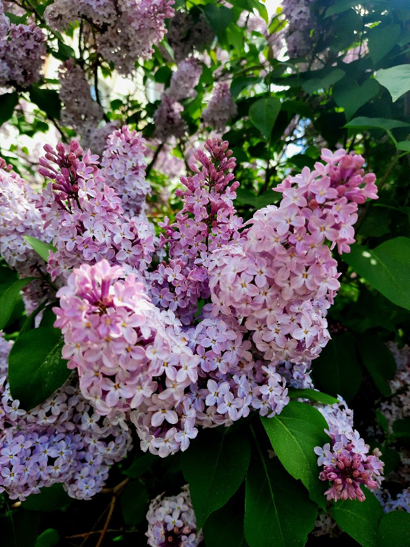 Весна, цветение, фотозоны, Шатура