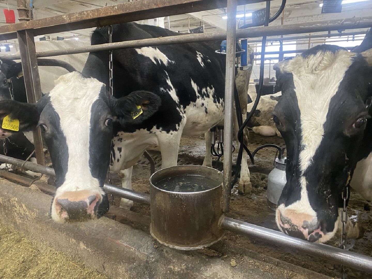 завод,  ферма, повадино, косино, барыбино, племзавод, племенной завод, домодедово,подмосковье,