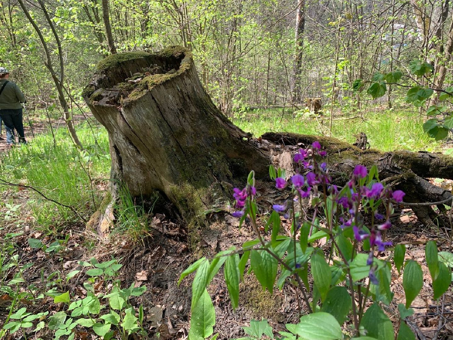 Звенигород, туризм, Звенигородский музей-заповедник, музей С.И. Танеева в Дютькове, туристический маршрут, пешие прогулки, экскурсии