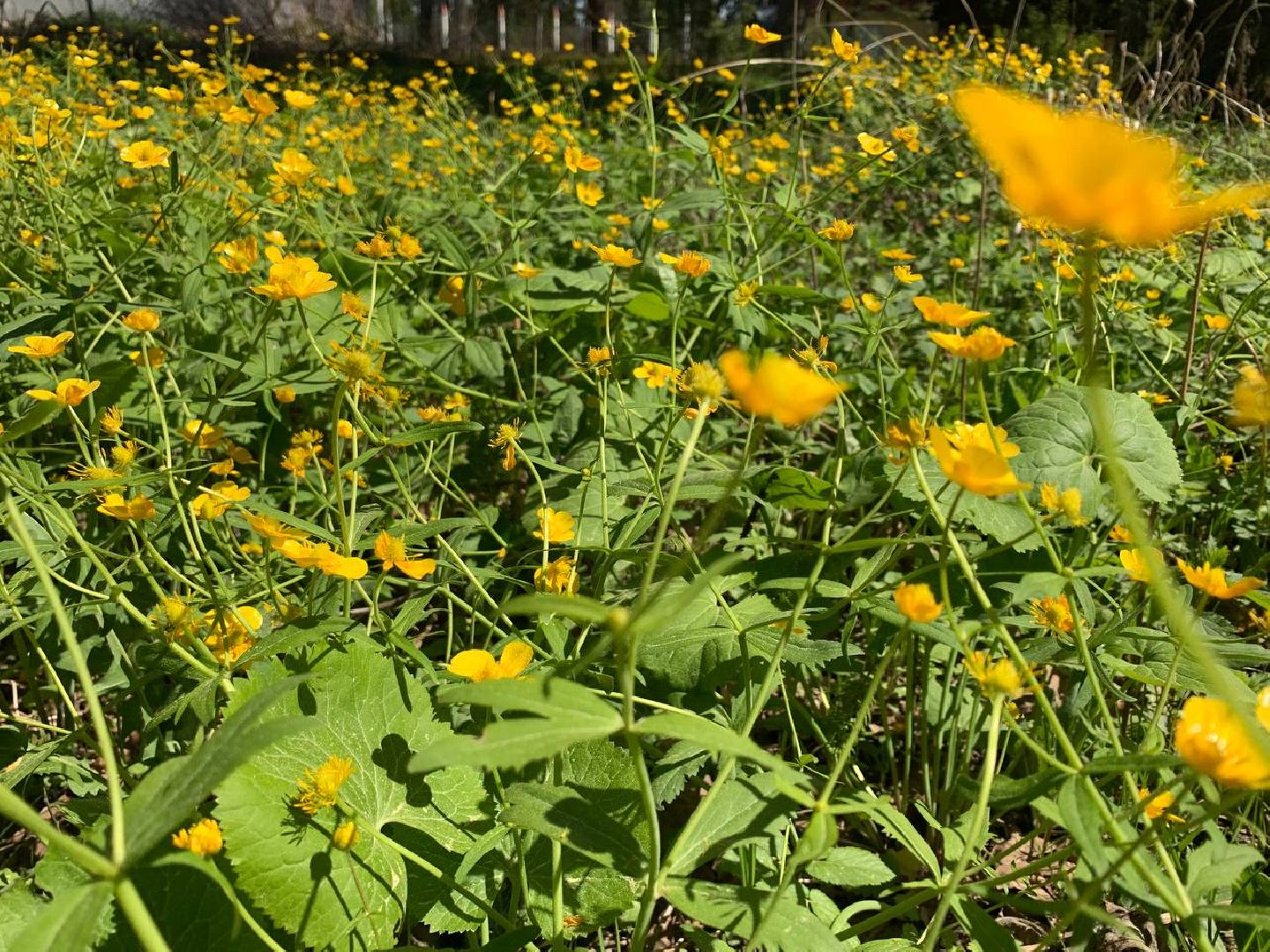 Звенигород, туризм, Звенигородский музей-заповедник, музей С.И. Танеева в Дютькове, туристический маршрут, пешие прогулки, экскурсии