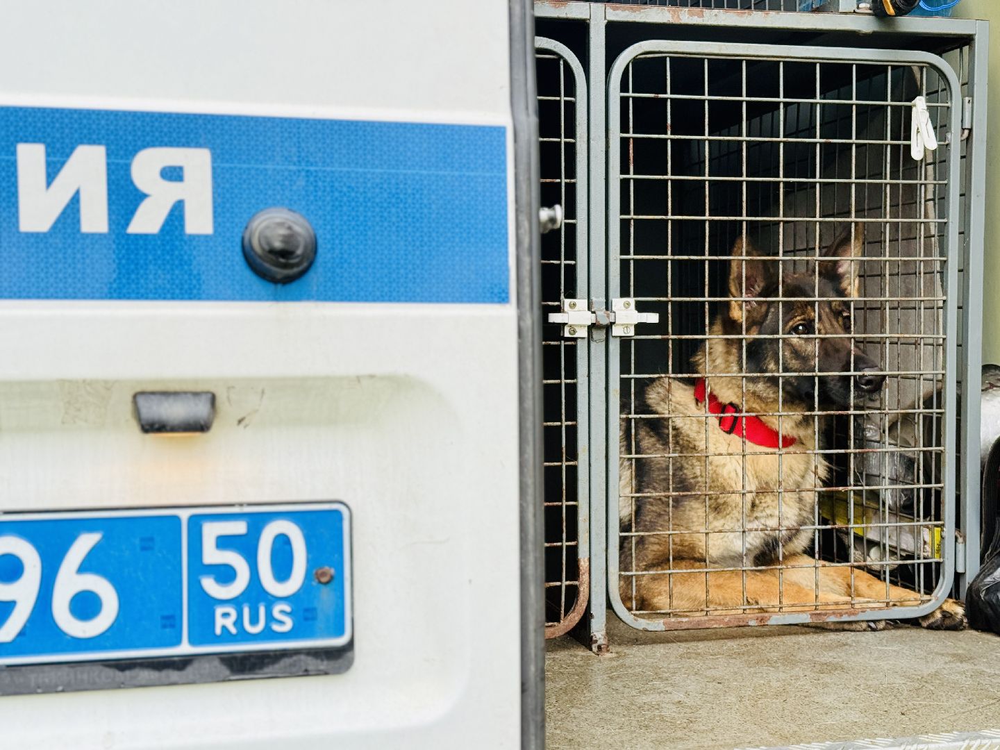 раменское, кинологи, служебные собаки, служебная собака, полиция, полицейские,