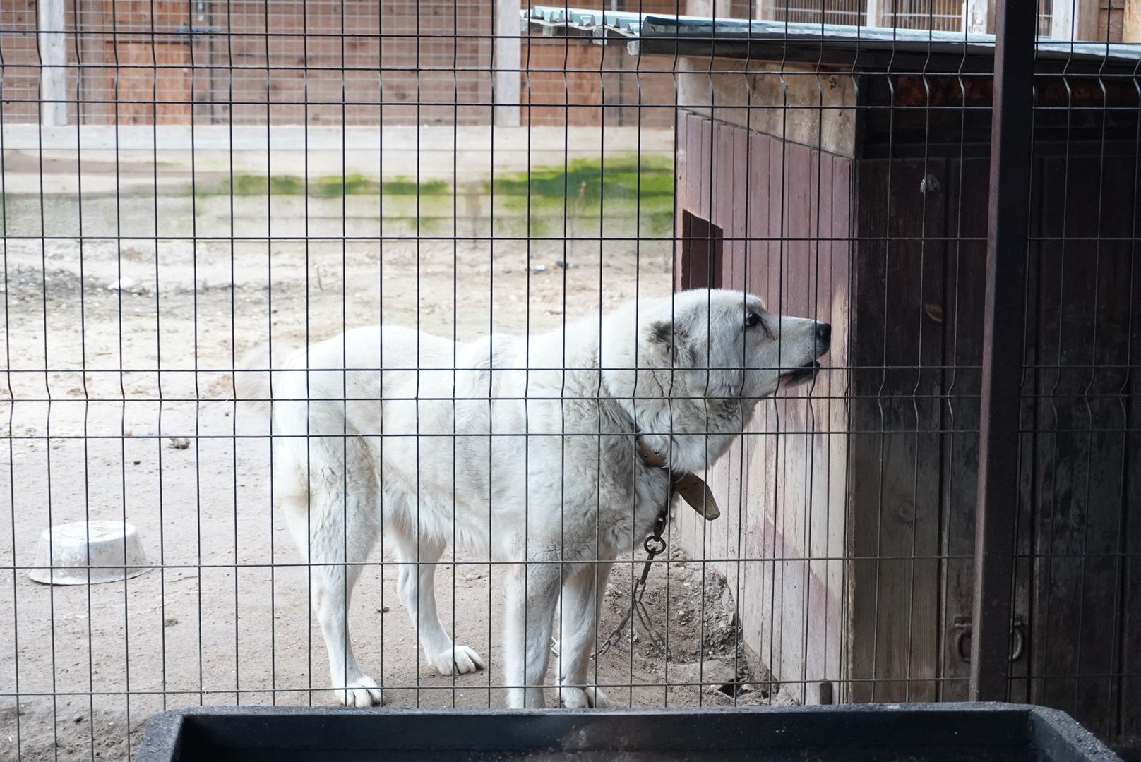 павловский посад, приют , собаки,