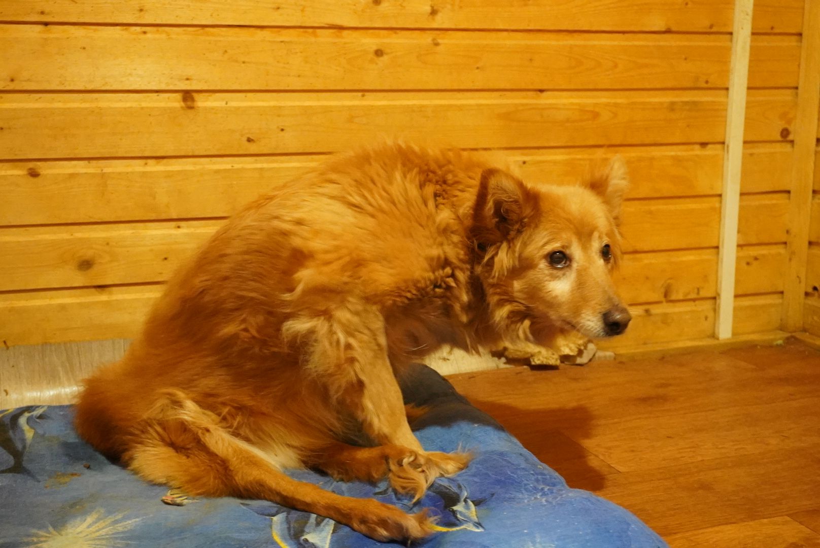 павловский посад, приют , собаки,