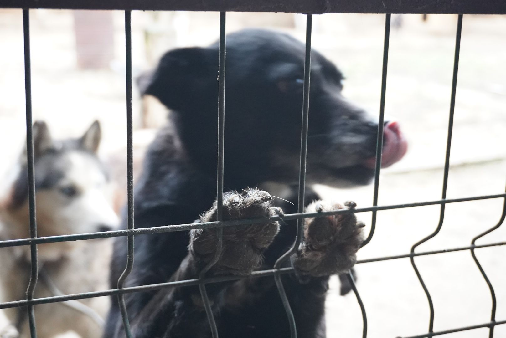 павловский посад, приют , собаки,