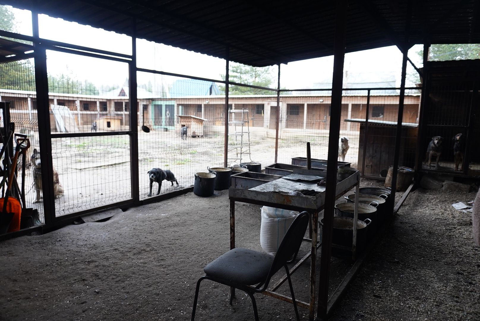 павловский посад, приют , собаки,