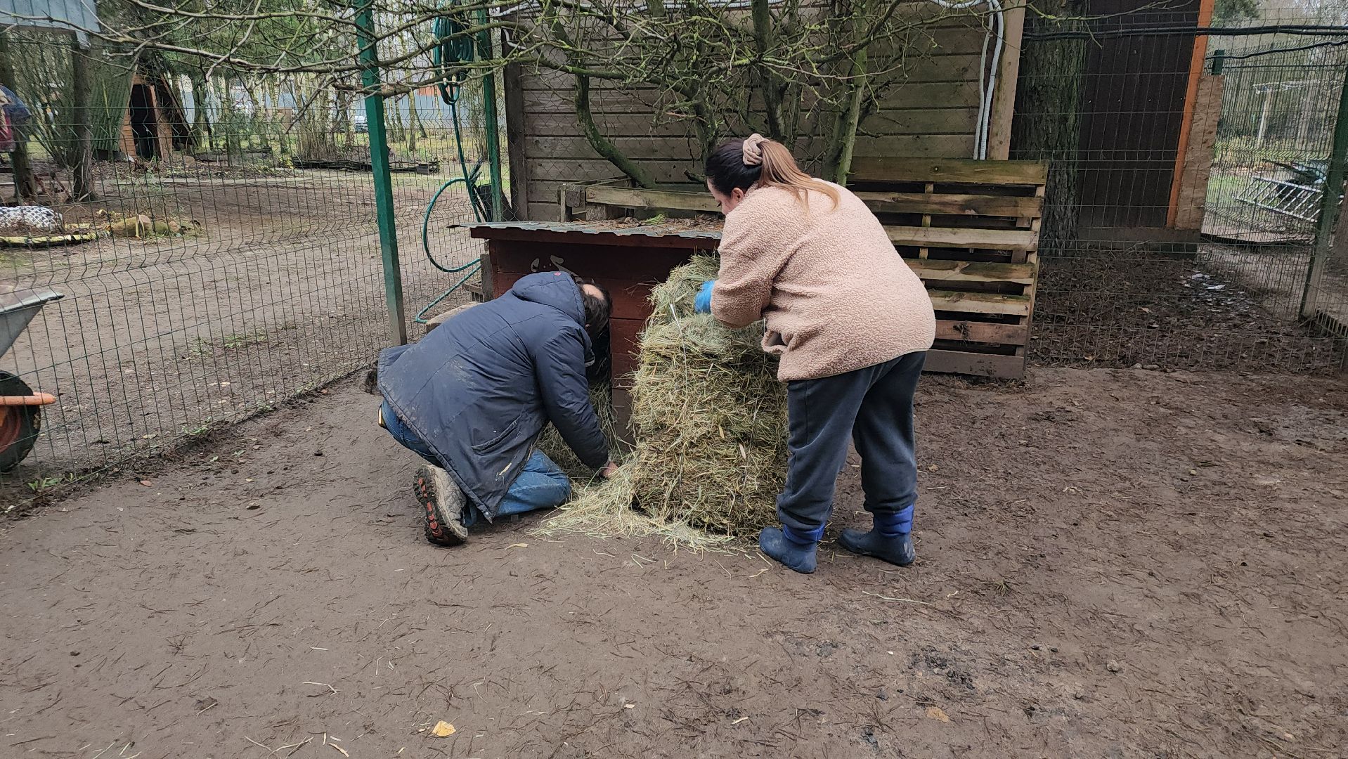 павловский посад, приют , собаки,
