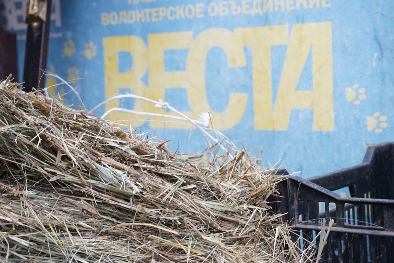 павловский посад, приют , собаки,