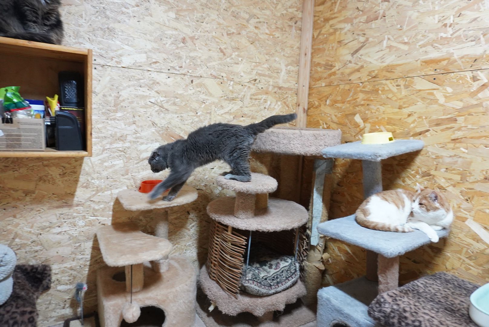 павловский посад, приют , собаки,