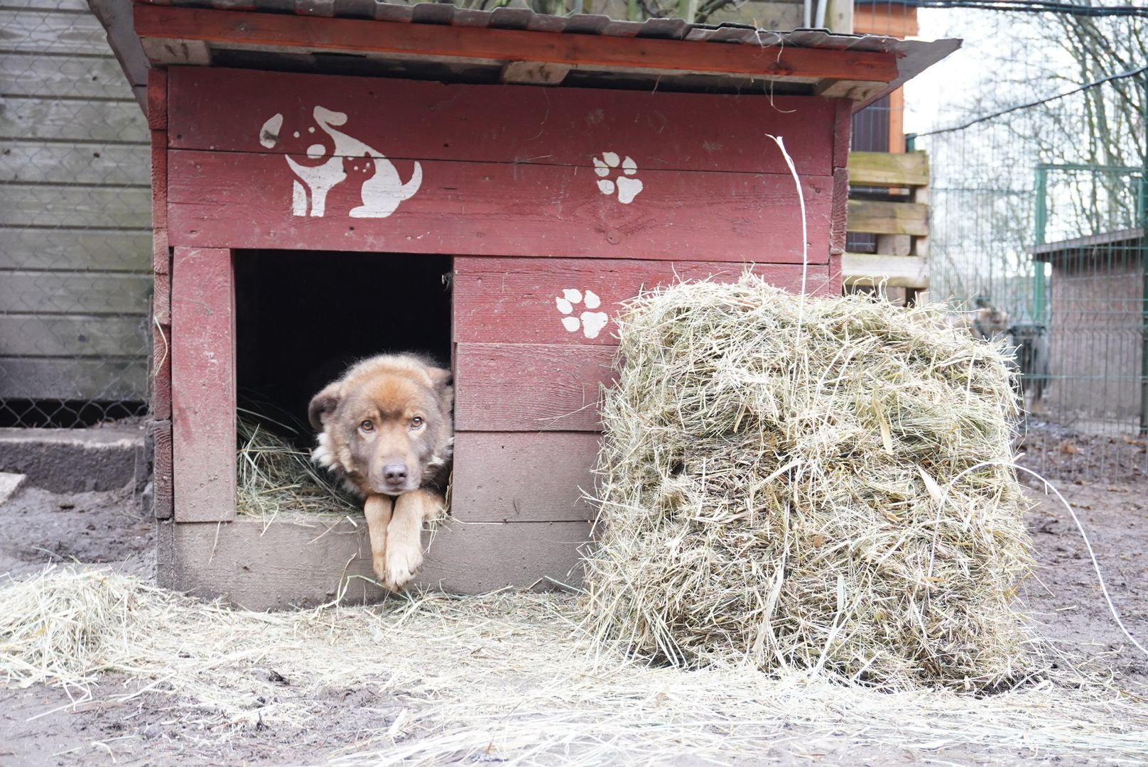 павловский посад, приют , собаки,