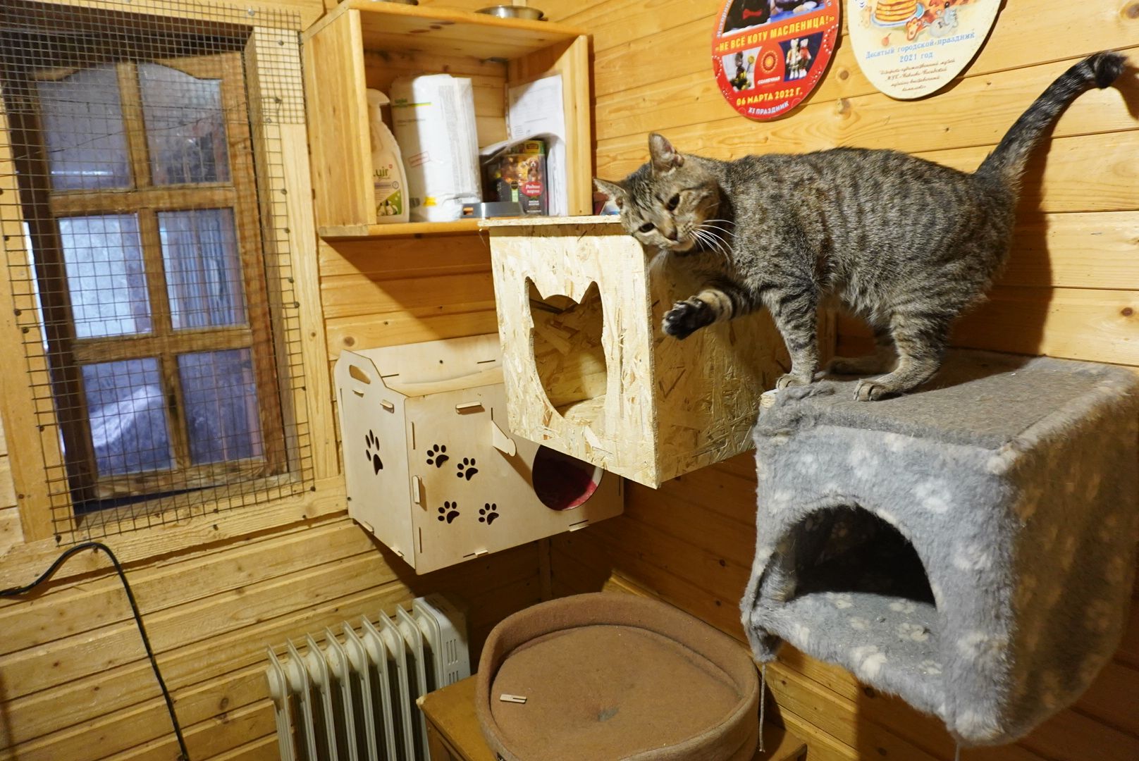 павловский посад, приют , собаки,