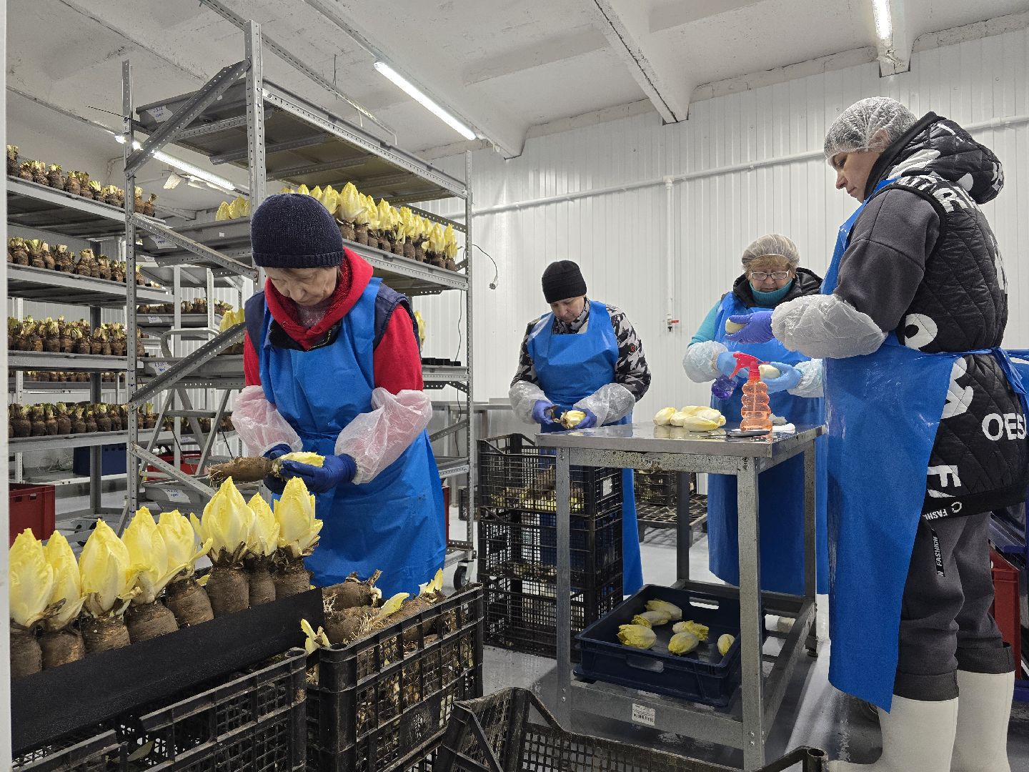 Коломна, Озеры, спаржа,кулинарный фестиваль,