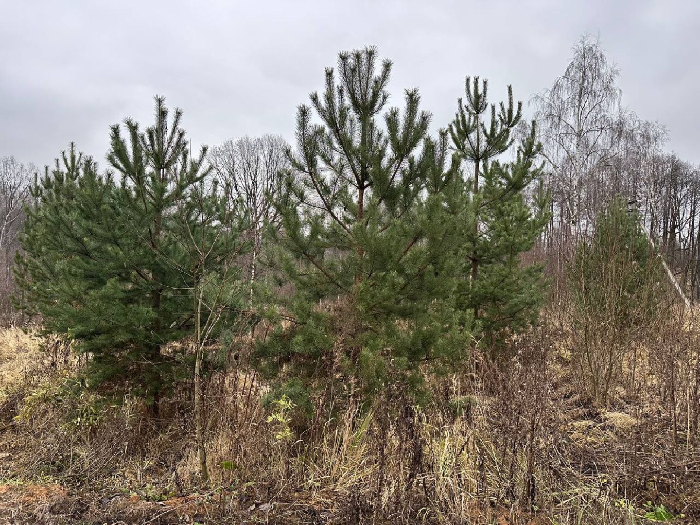 власть, выездная администрация, домодедово,