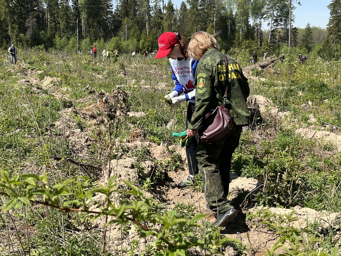 Лес Победы, Наро-Фоминский городской округ, ёлка, высадка деревьев, память