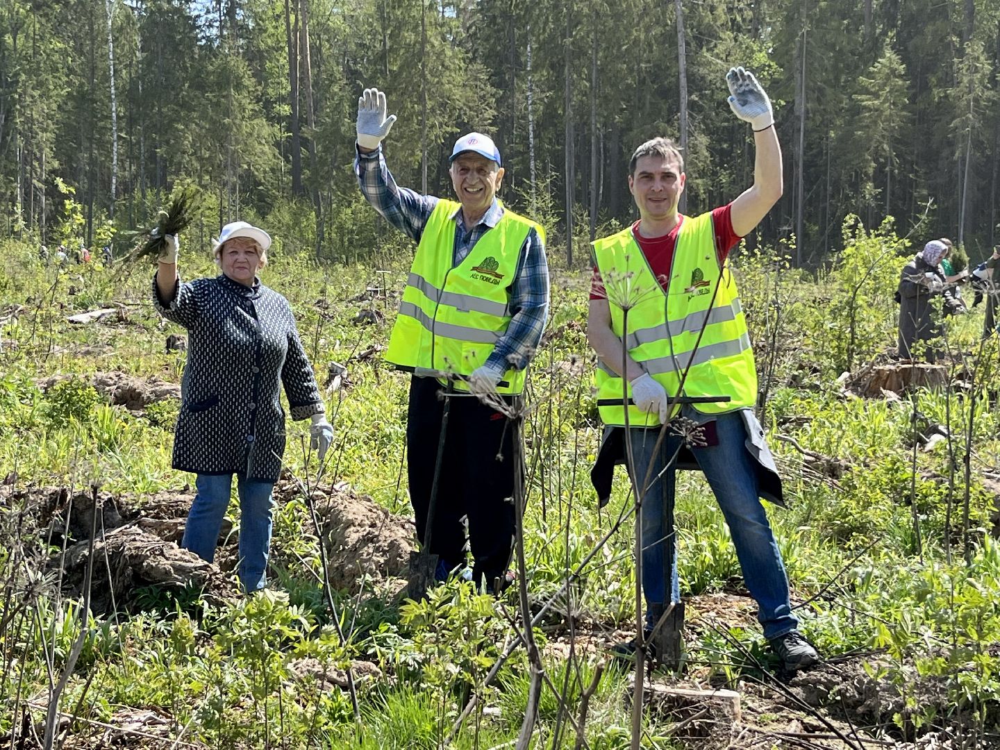 Лес Победы, Наро-Фоминский городской округ, ёлка, высадка деревьев, память