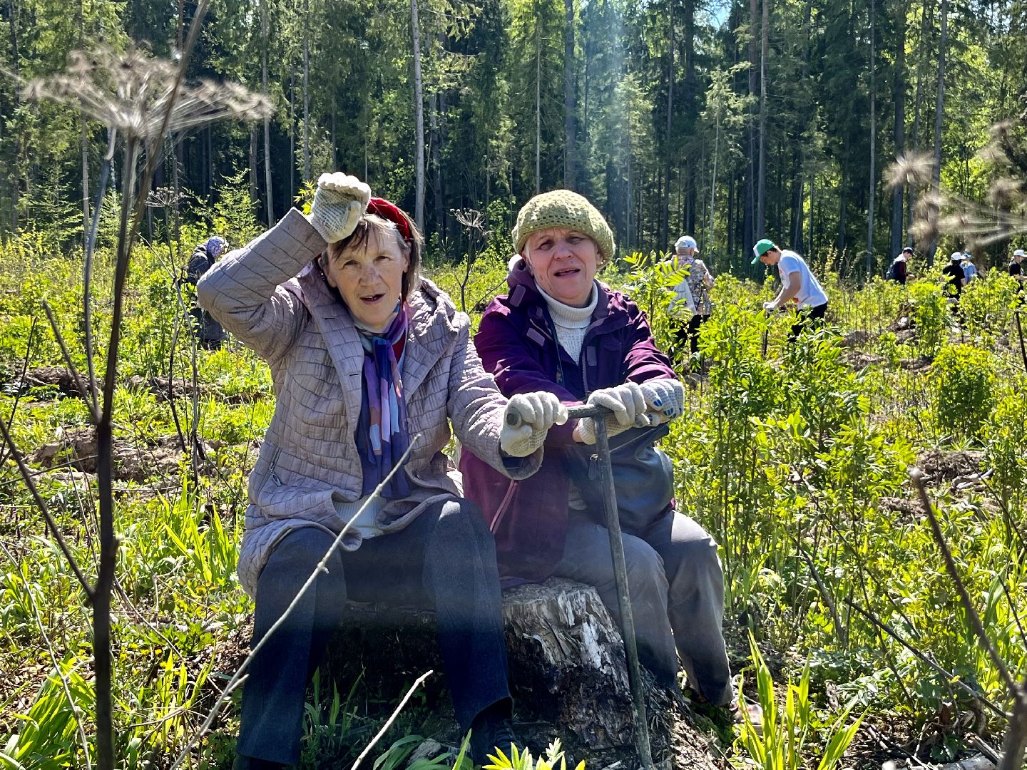 Лес Победы, Наро-Фоминский городской округ, ёлка, высадка деревьев, память