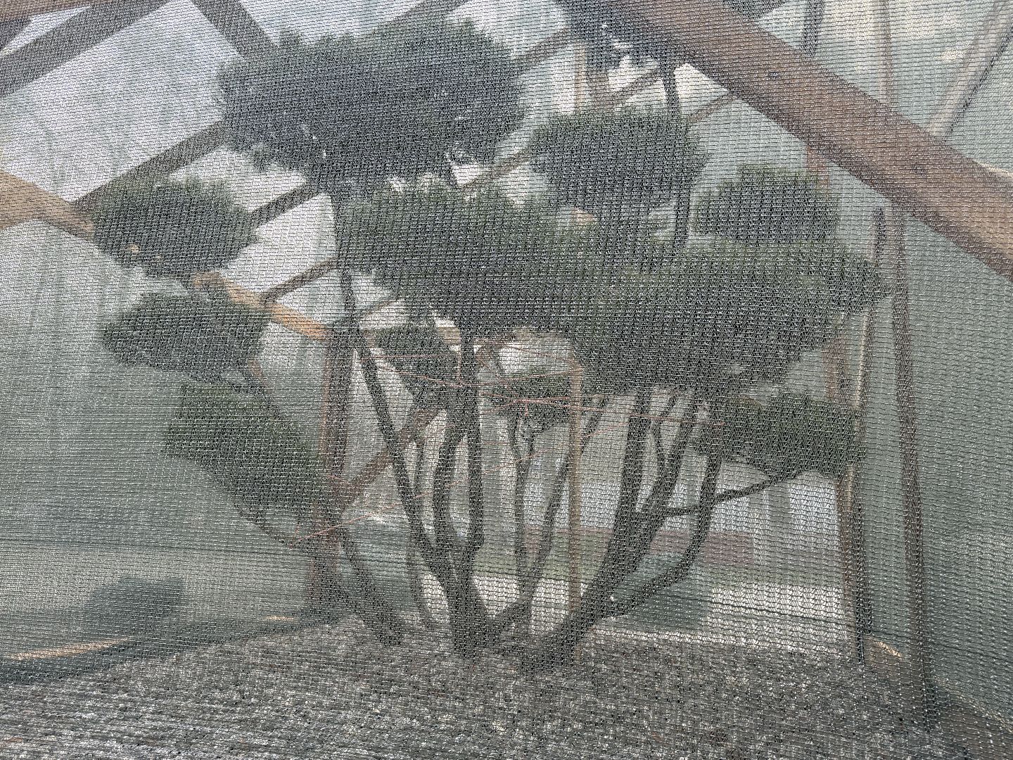 Реутов, Сквер , Бонсай , Зима,