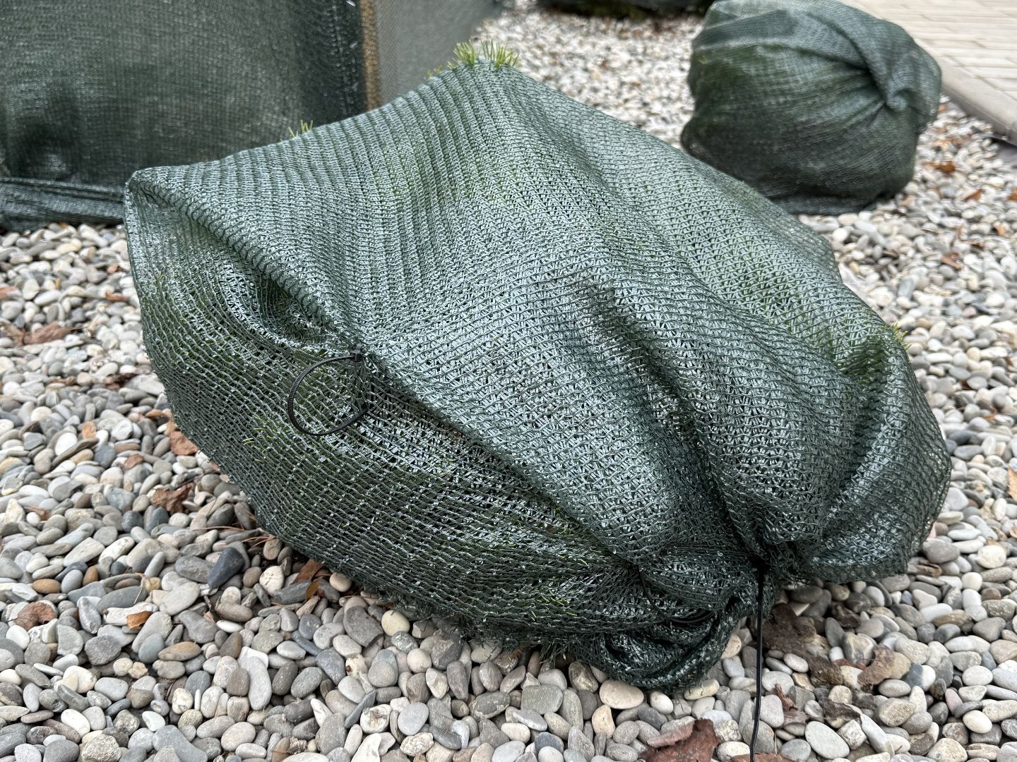 Реутов, Сквер , Бонсай , Зима,