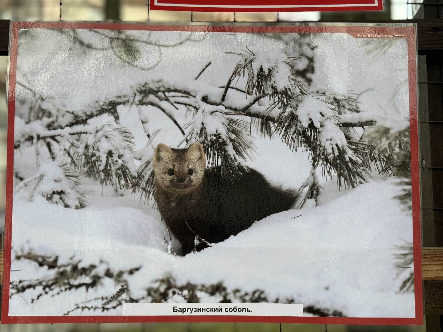 фотовыставка , ленинский городской округ, сквер юность,
