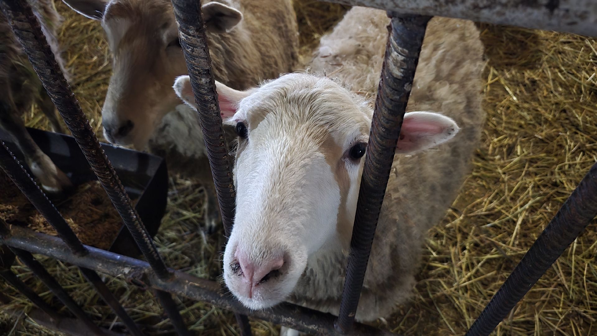 Коломна, контактный зоопарк,