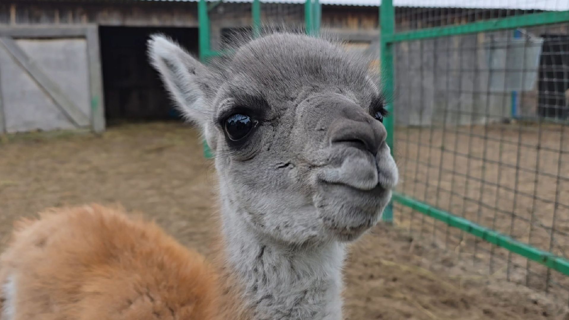 Коломна, контактный зоопарк,