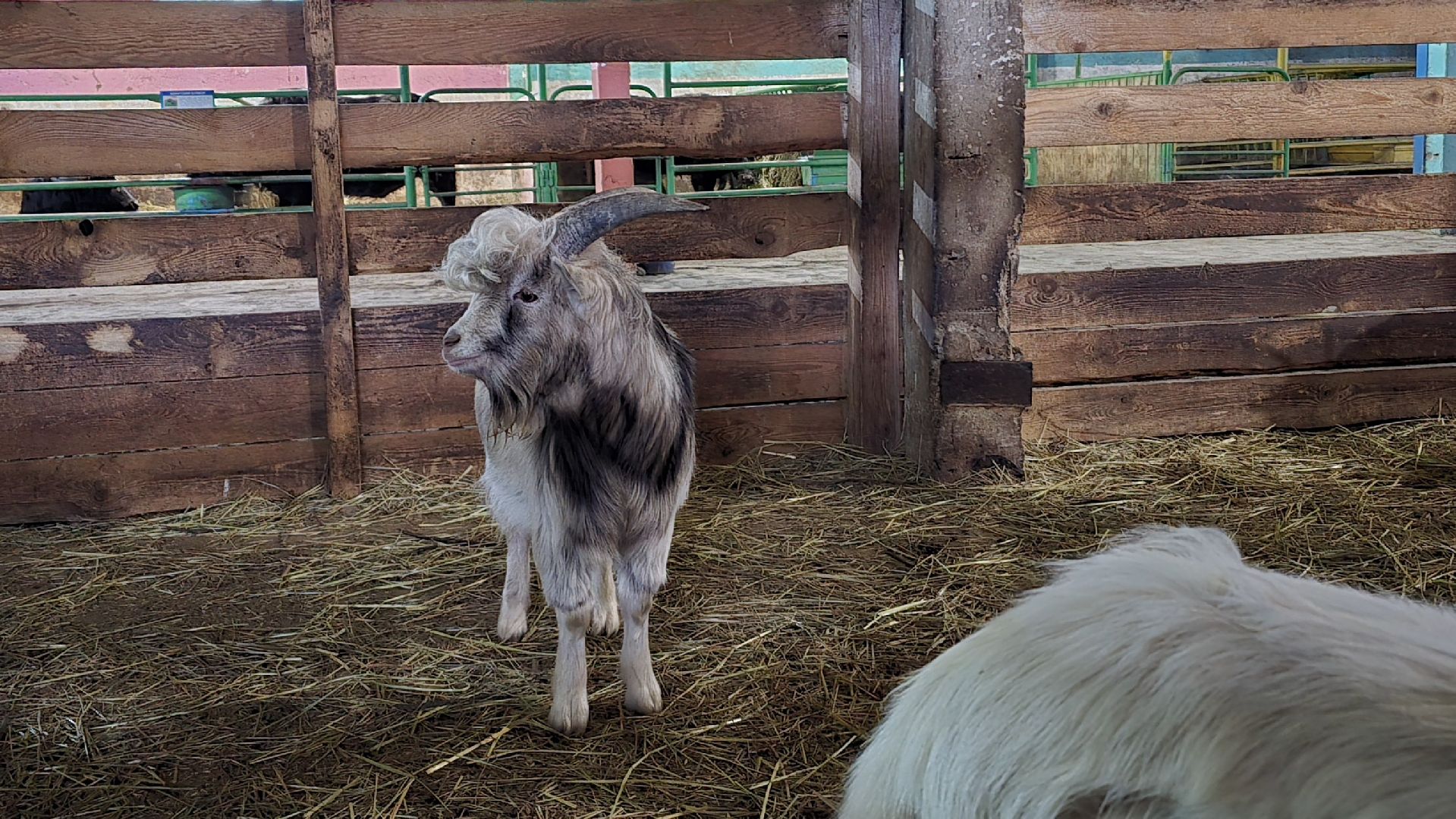 Коломна, контактный зоопарк,