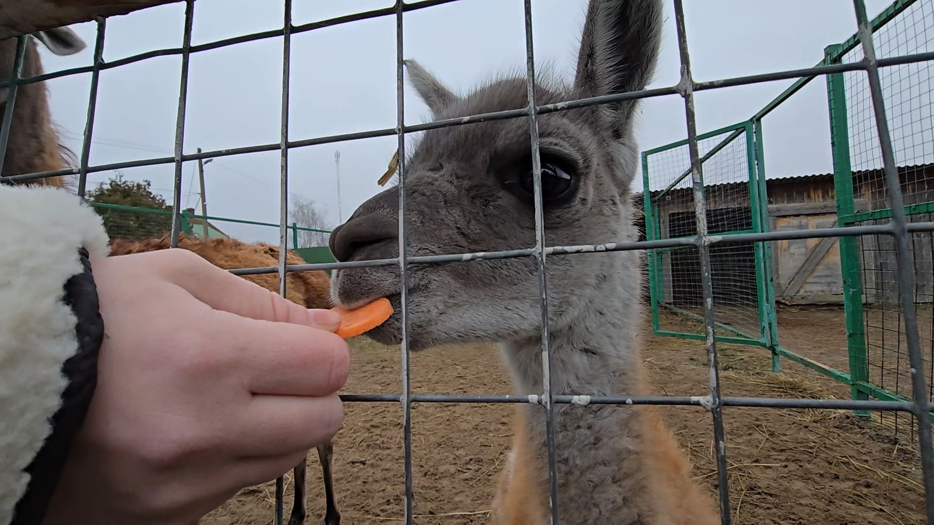 Коломна, контактный зоопарк,