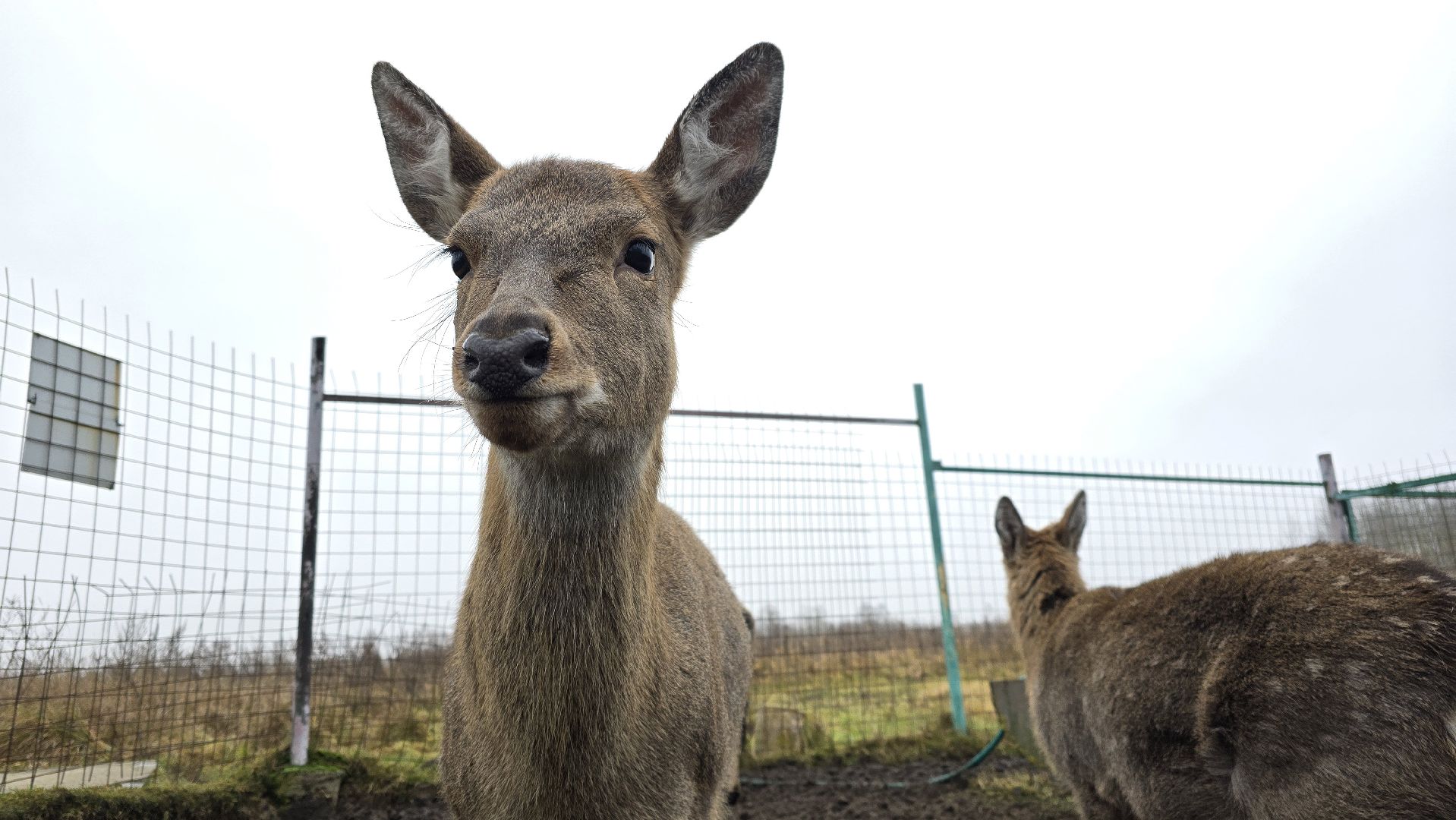 Коломна, контактный зоопарк,