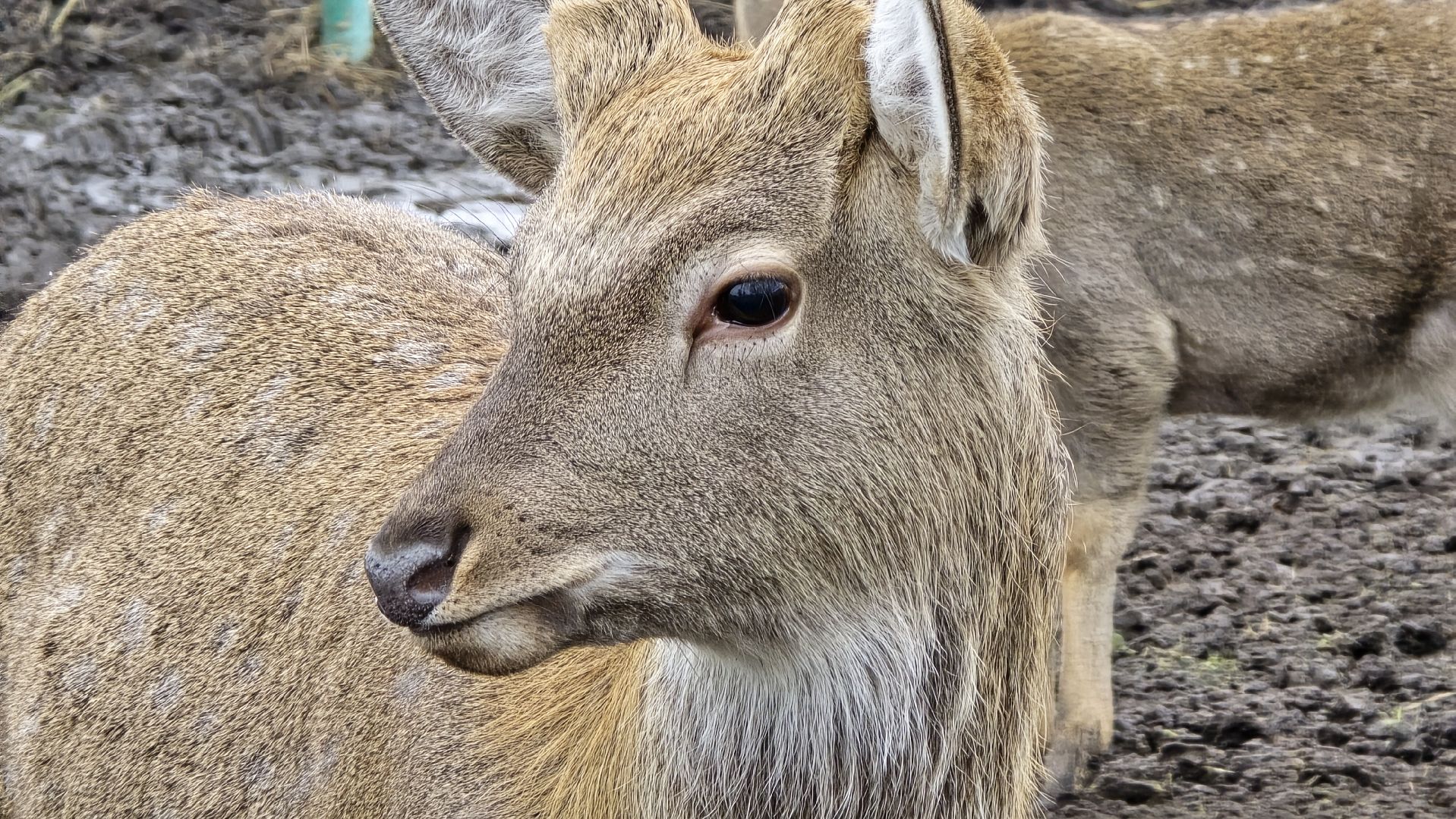 Коломна, контактный зоопарк,