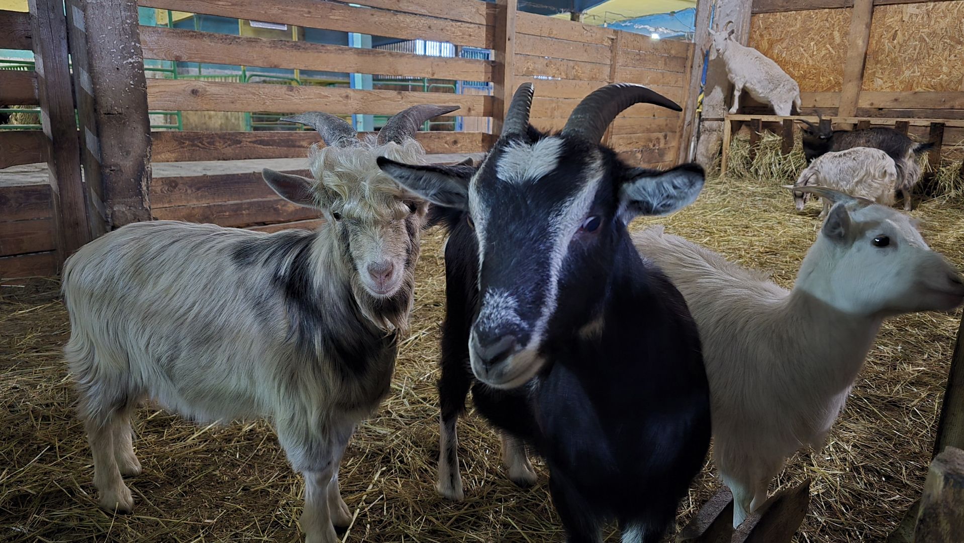 Коломна, контактный зоопарк,