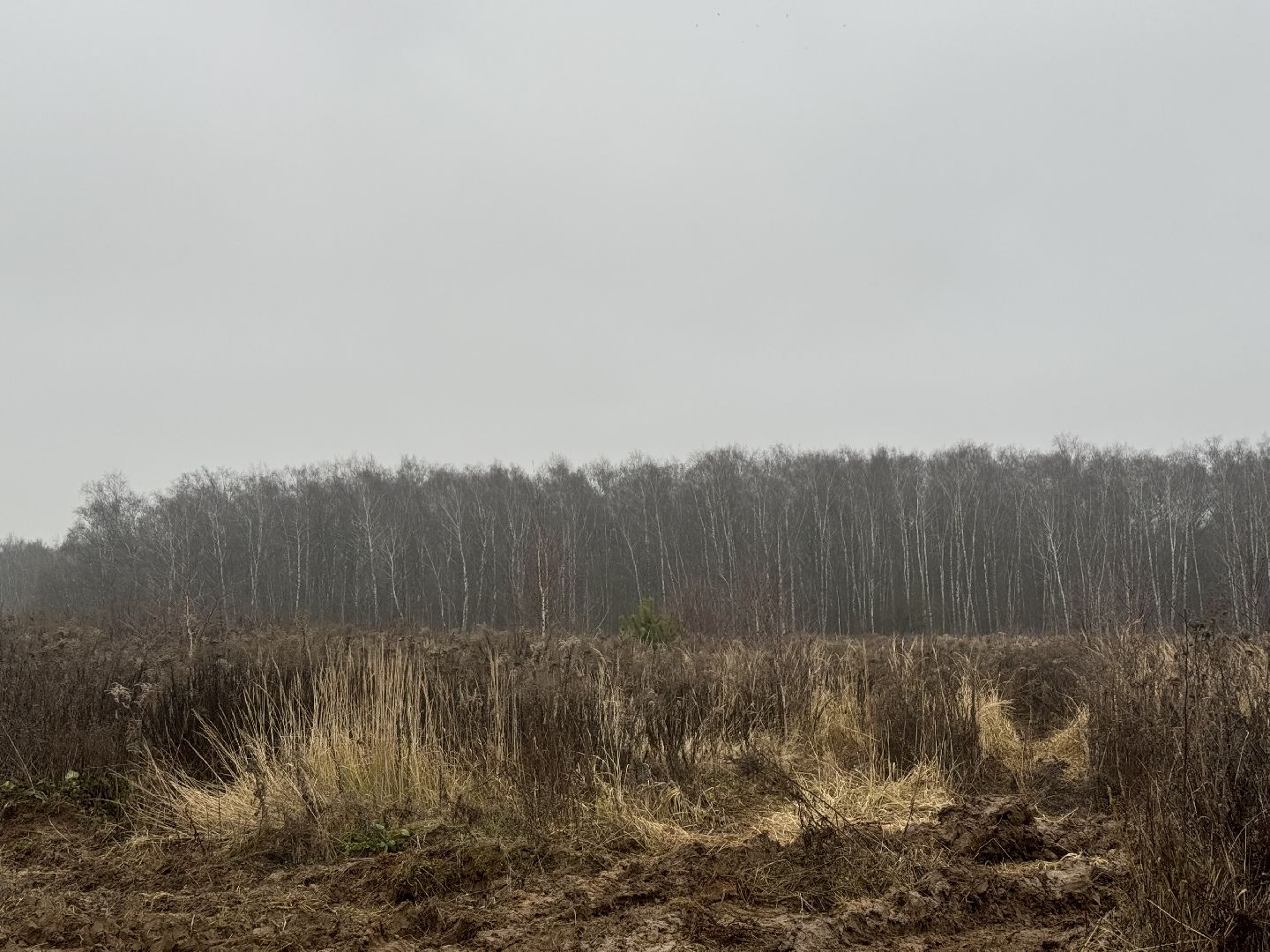 коробовский лесопарк , благоустройство парка , ленинский городской округ, группа компания самолет ,