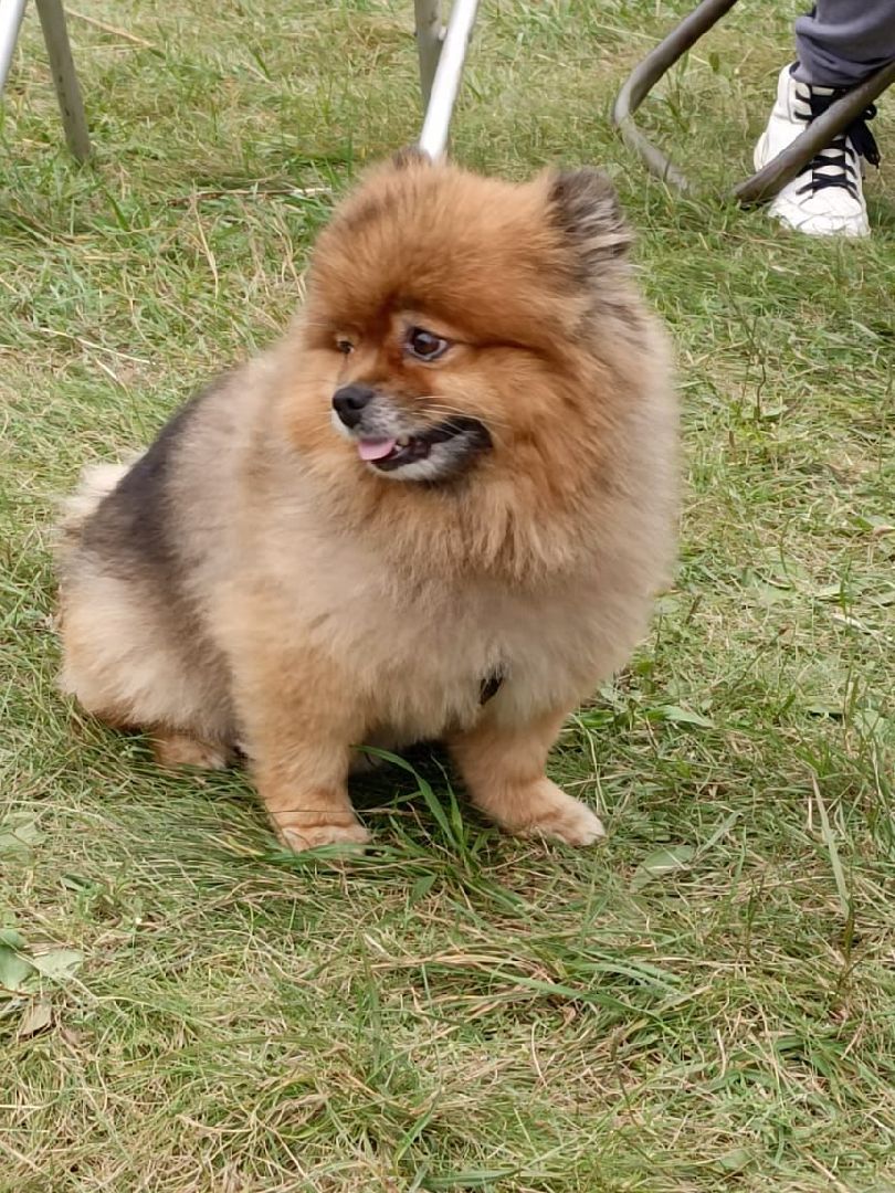 автогонки, грузовики, Технолазер, Шатура