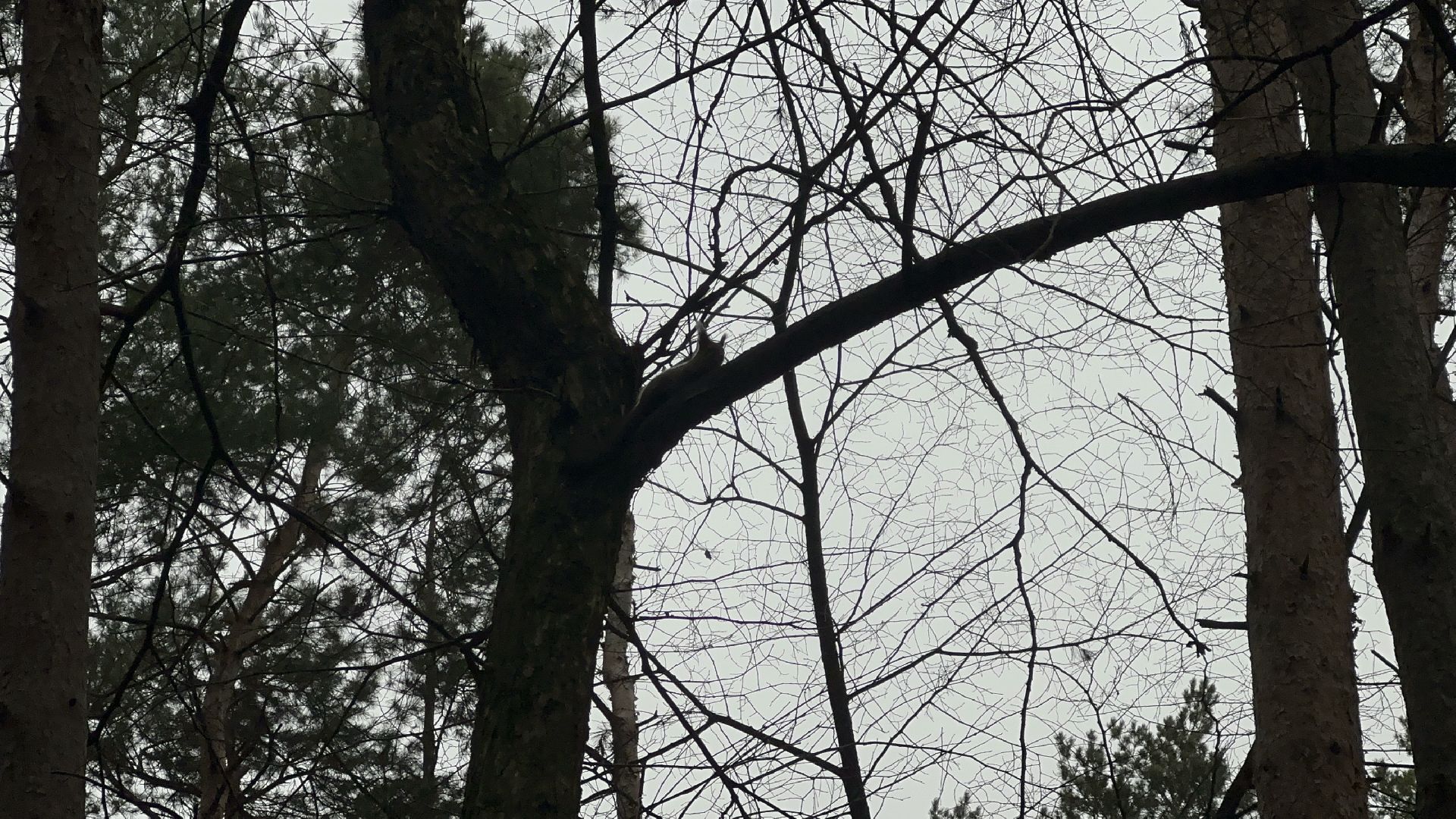 парки, домодедово,