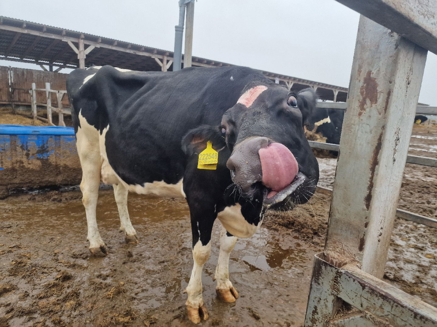 воскресенск, племенное хозяйство, корова-рекордсменка,
