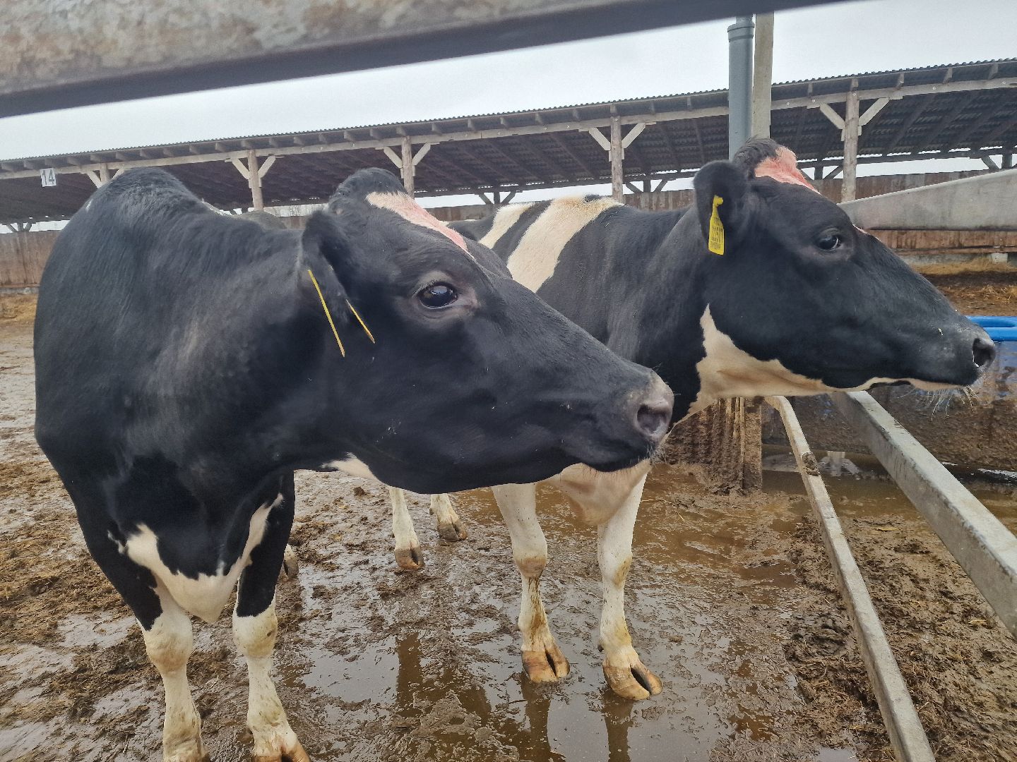 воскресенск, племенное хозяйство, корова-рекордсменка,