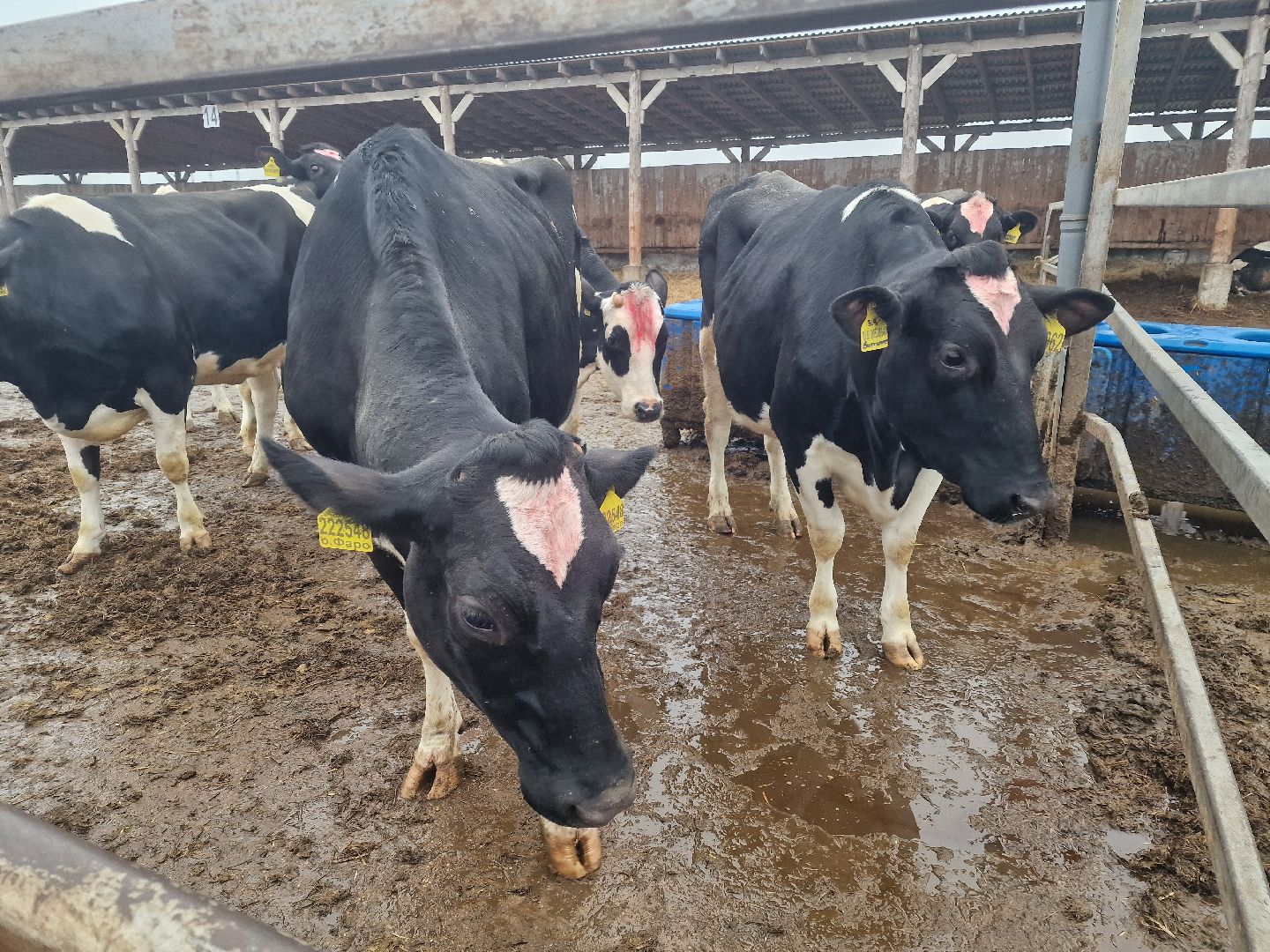 воскресенск, племенное хозяйство, корова-рекордсменка,