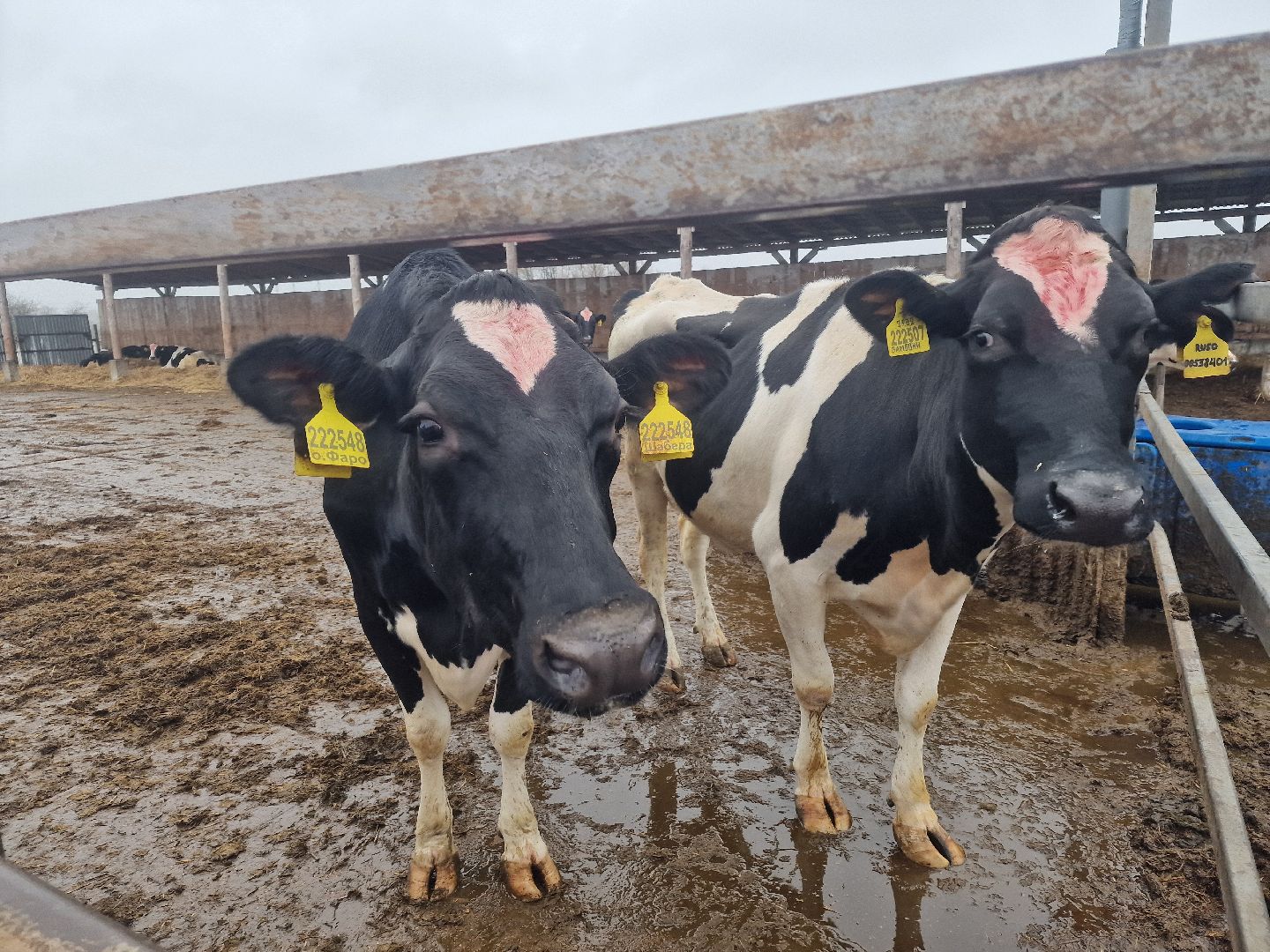 воскресенск, племенное хозяйство, корова-рекордсменка,