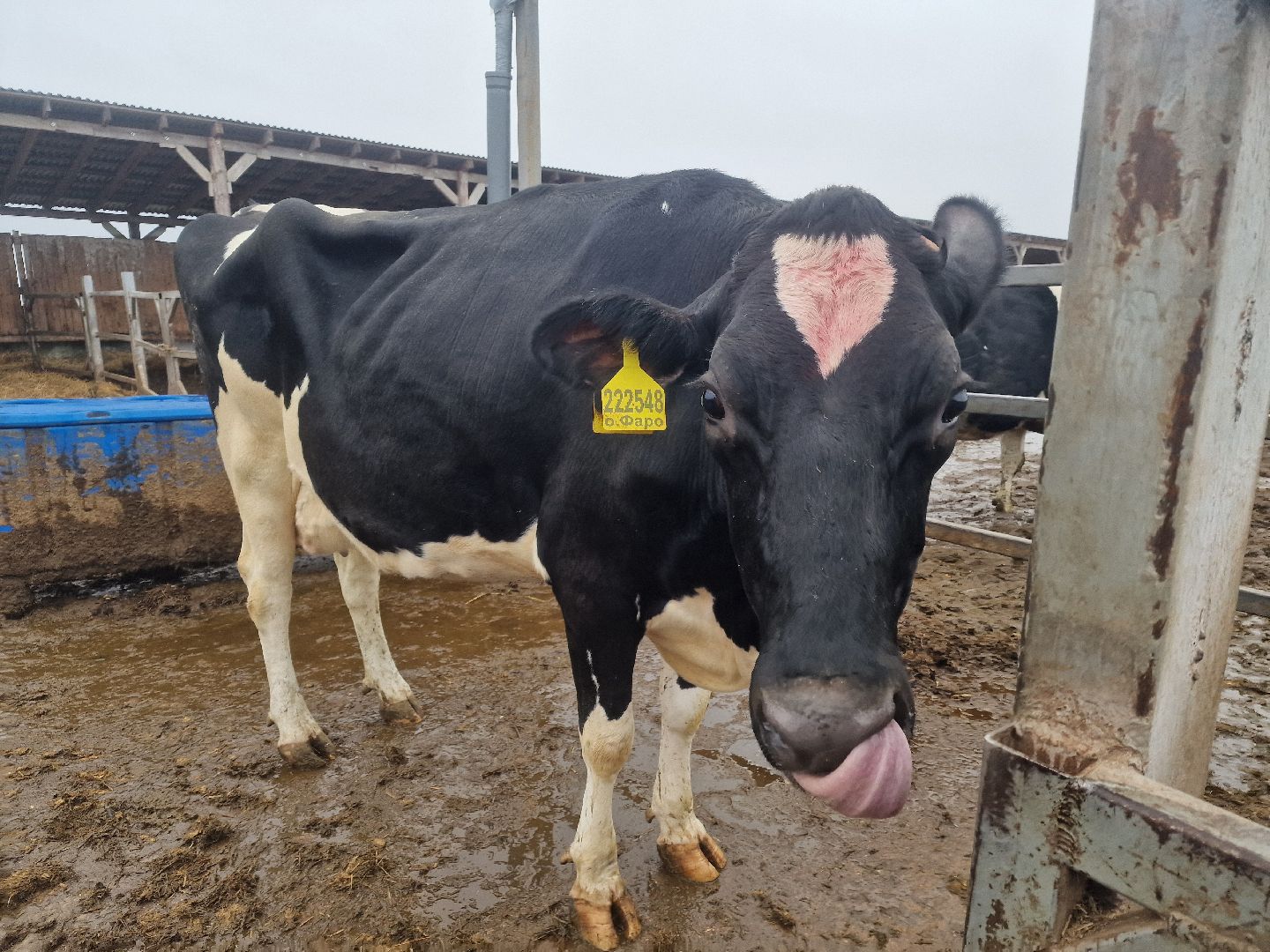 воскресенск, племенное хозяйство, корова-рекордсменка,