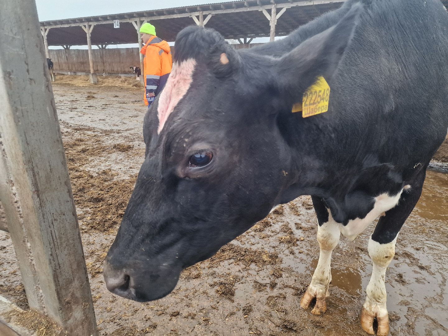 воскресенск, племенное хозяйство, корова-рекордсменка,