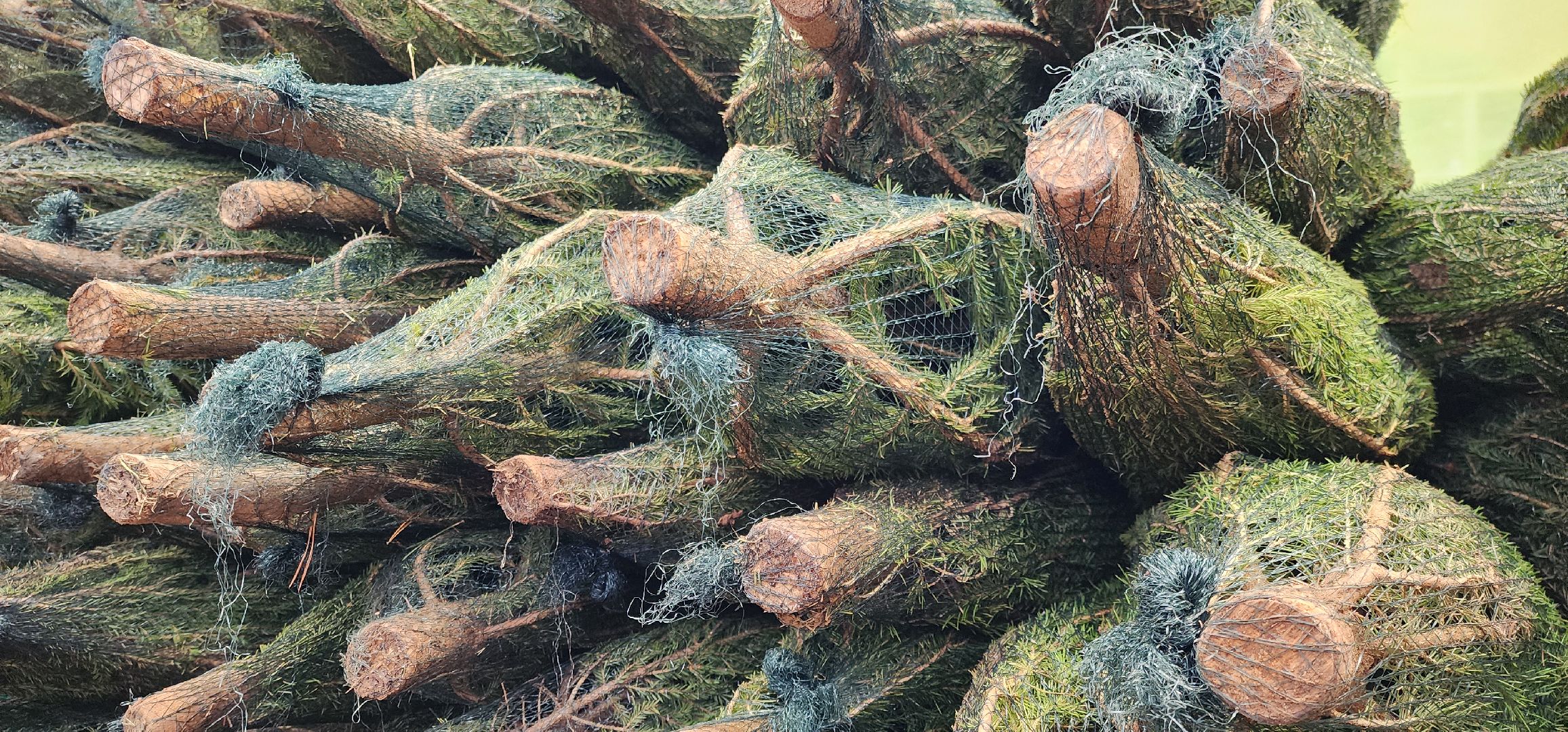 Химки, Елки, Новый год,