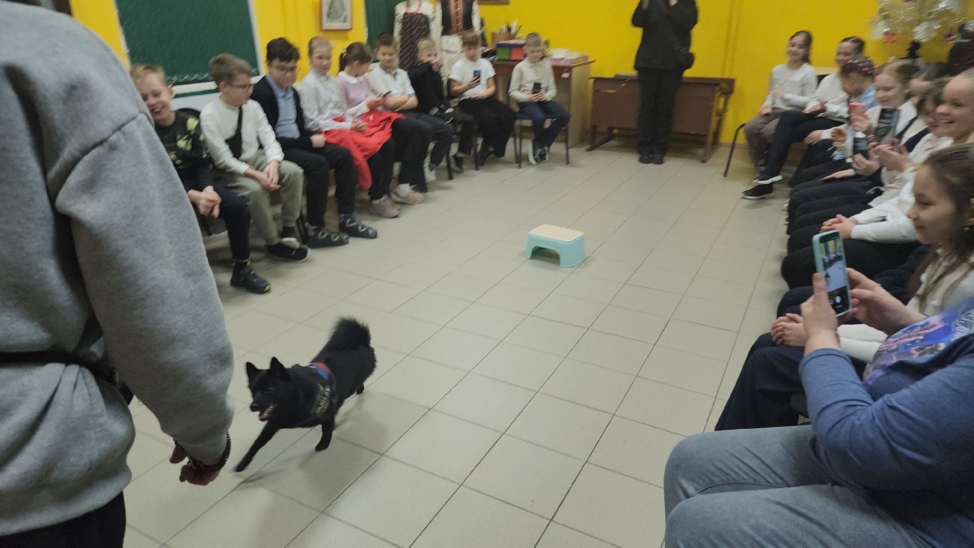 долгопрудный, кинологи, x-легион, шипперке, бельгийская овчарка, фронтовая собака, собака-диверсант,