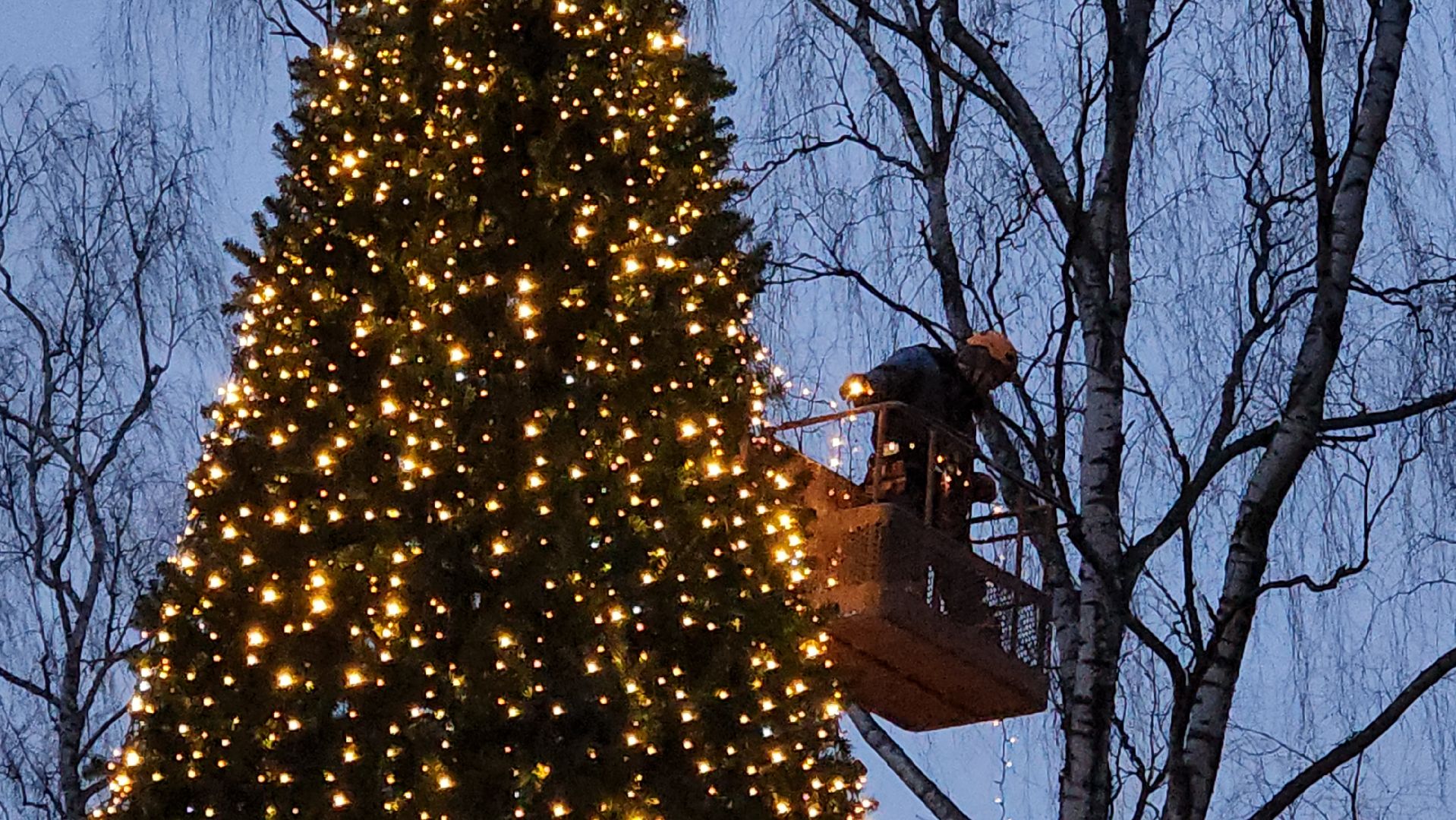 истра, лесопарк, подготовка к новогодним праздникам,