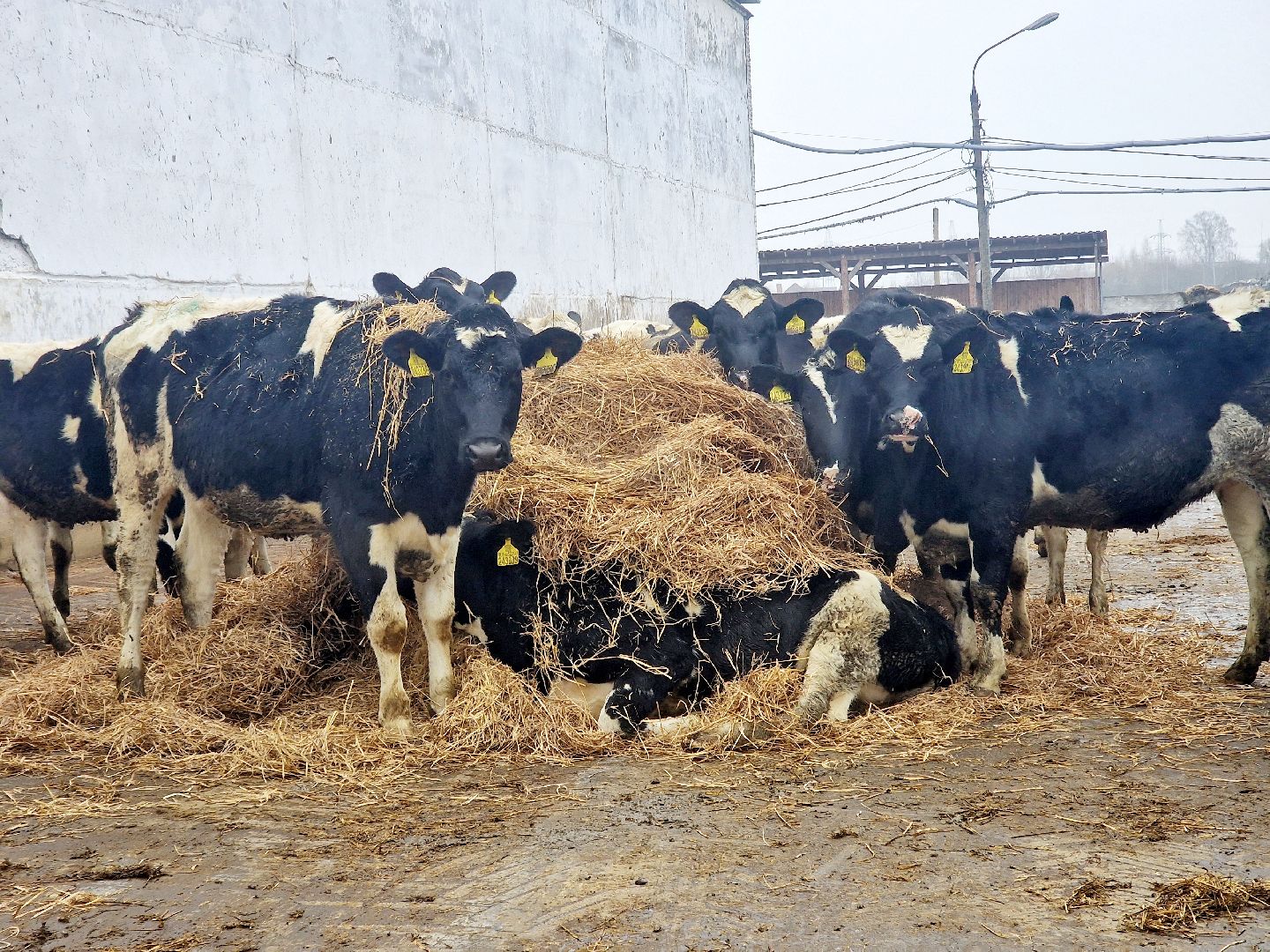 воскресенск, корова-рекордсменка, племенное хозяйство,