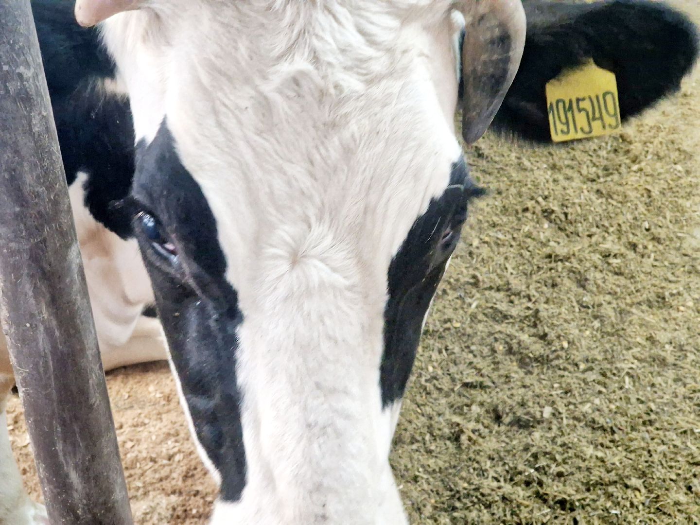 воскресенск, корова-рекордсменка, племенное хозяйство,