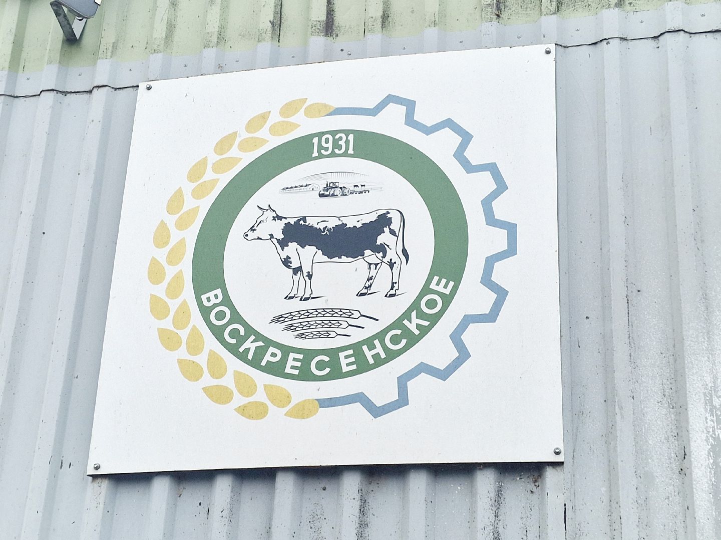 воскресенск, корова-рекордсменка, племенное хозяйство,