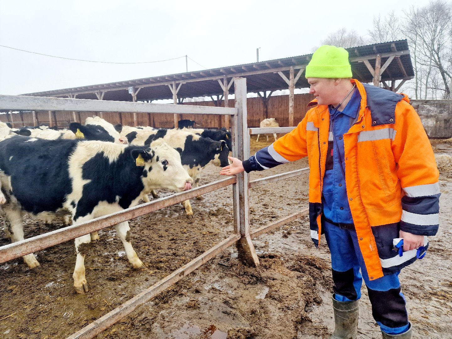 воскресенск, корова-рекордсменка, племенное хозяйство,