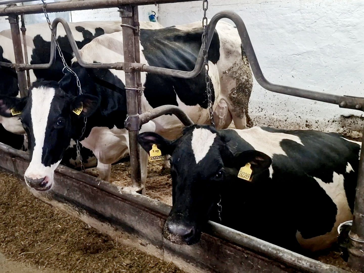 воскресенск, корова-рекордсменка, племенное хозяйство,