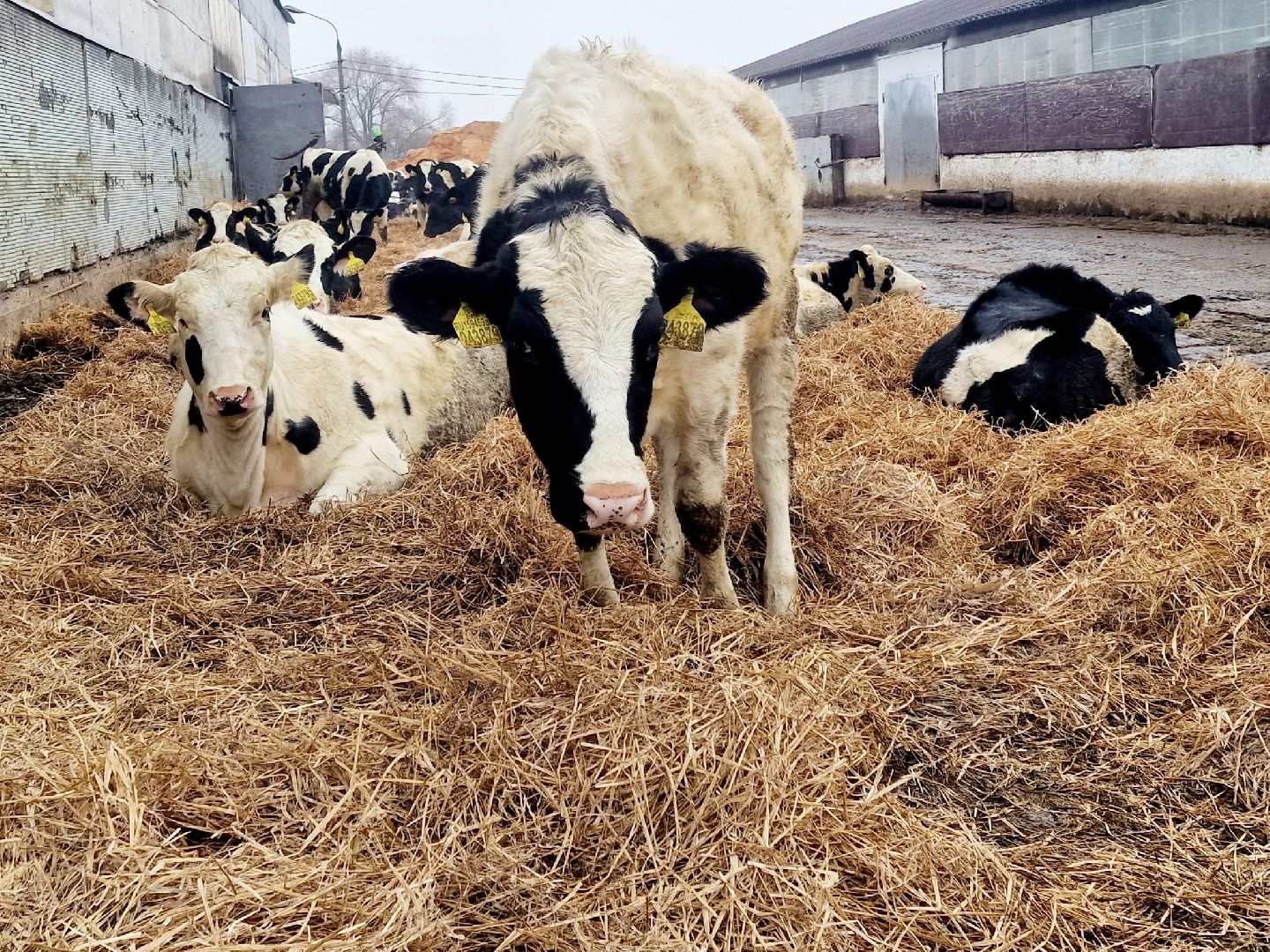 воскресенск, корова-рекордсменка, племенное хозяйство,