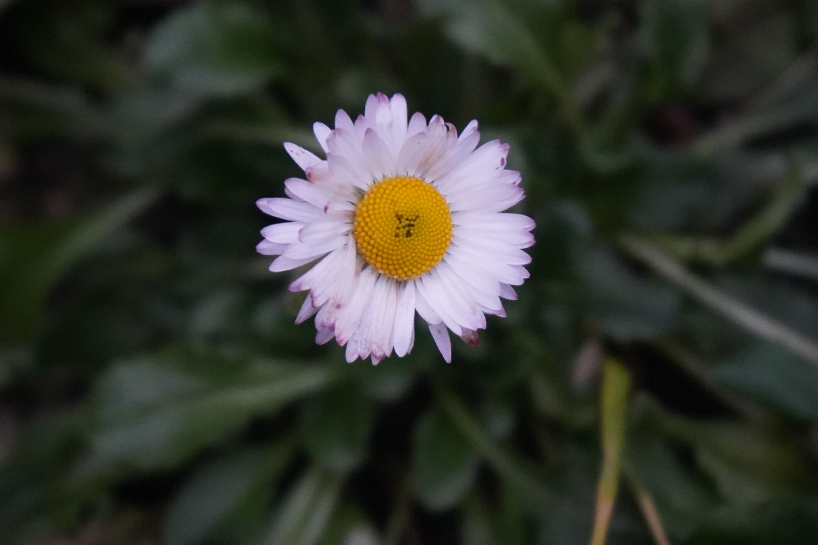 ступино, цветы, декабрь, маргаритки,