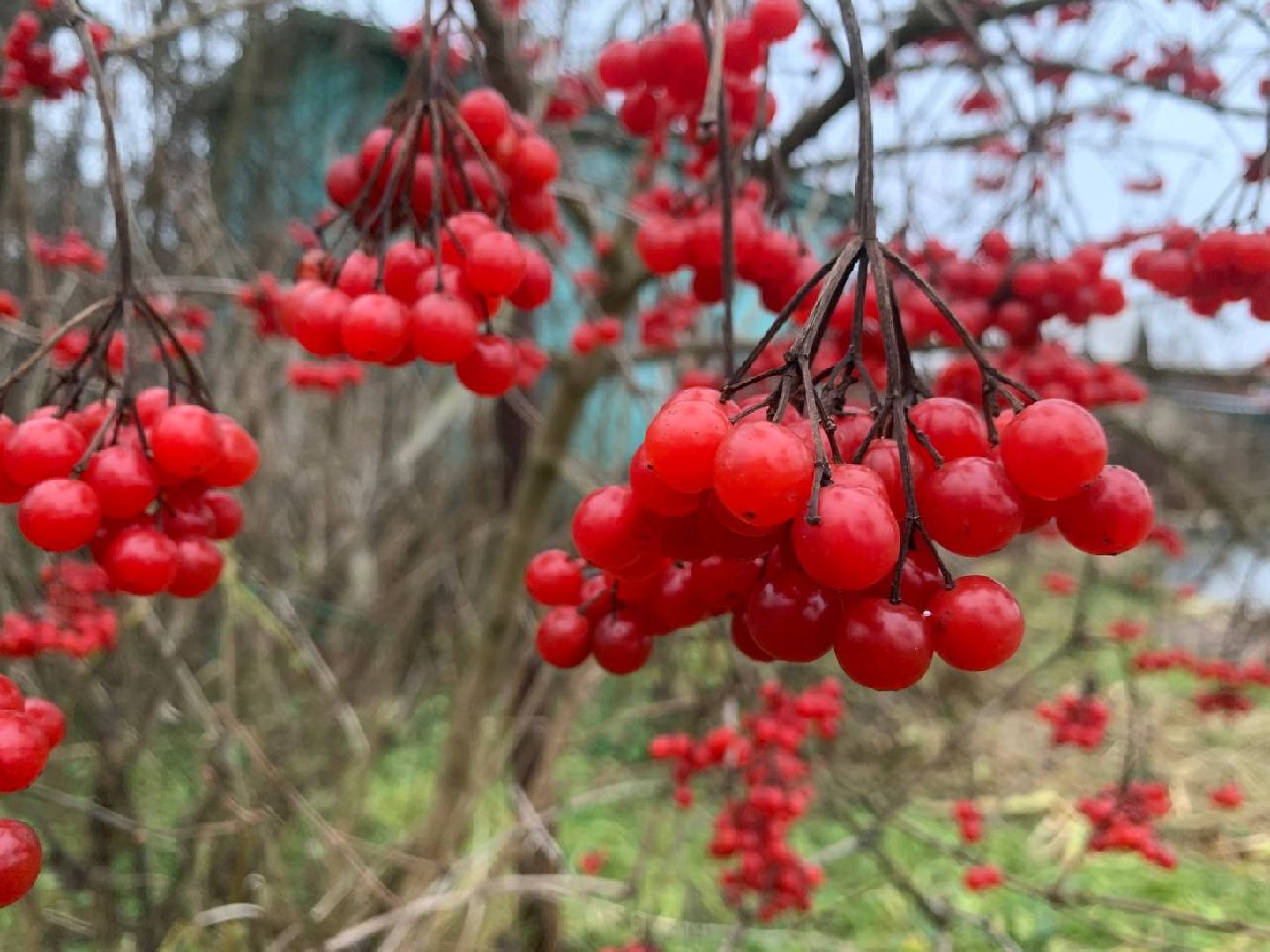 ступино, цветы, декабрь, маргаритки,